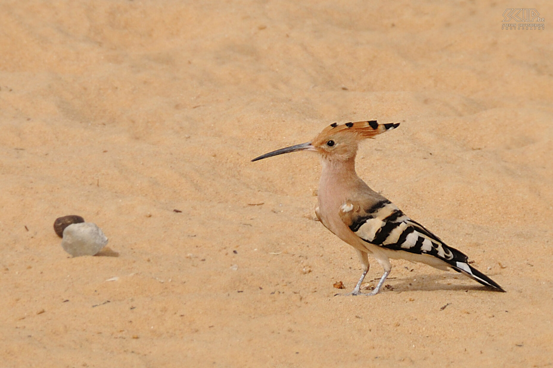 Ain Khadra - Hop Near the water of the Ain Khadra oasis we observe a hoopoe (Upupa epops). Stefan Cruysberghs